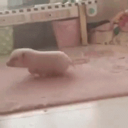 Funny animal gifs, funny animals, cute mini pig running around