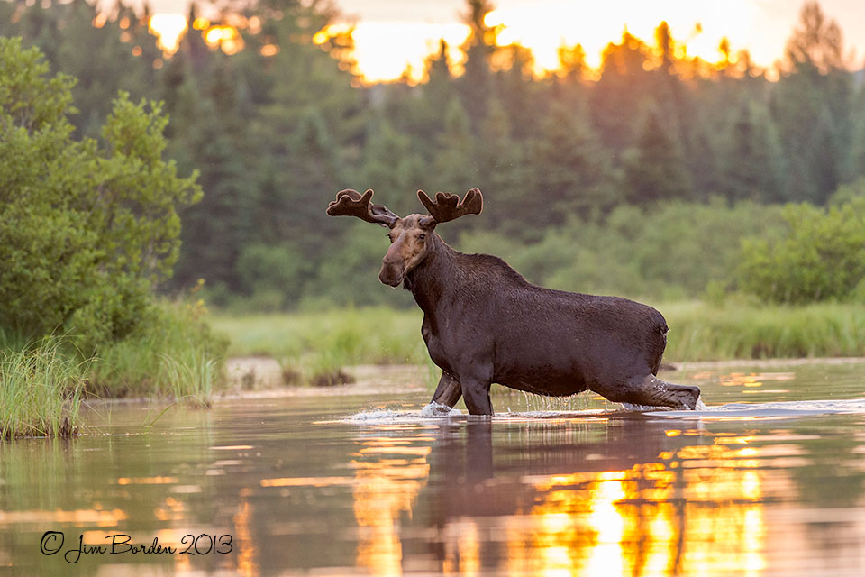 JJ Wildlife Photography Maine Moose in July