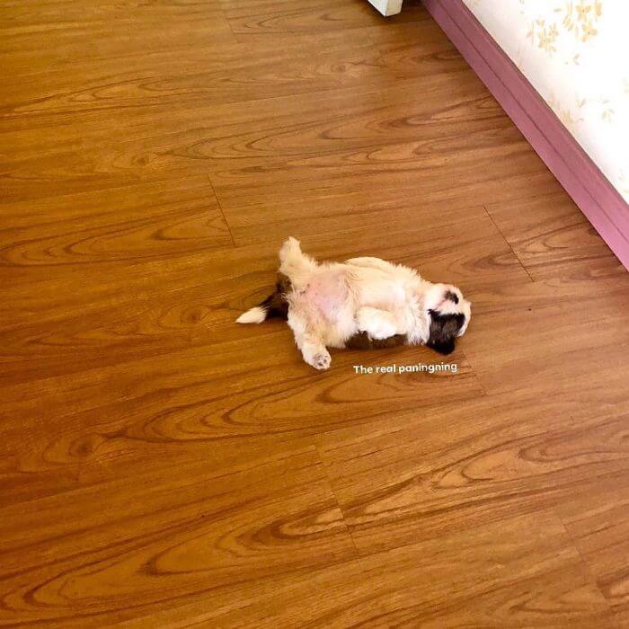 30 Hilariously Adorably Pictures Of Puppy Sleeping As If She Was 'Turned Off' 30 Hilariously Adorably Pictures Of Puppy Sleeping As If She Was 'Turned Off'