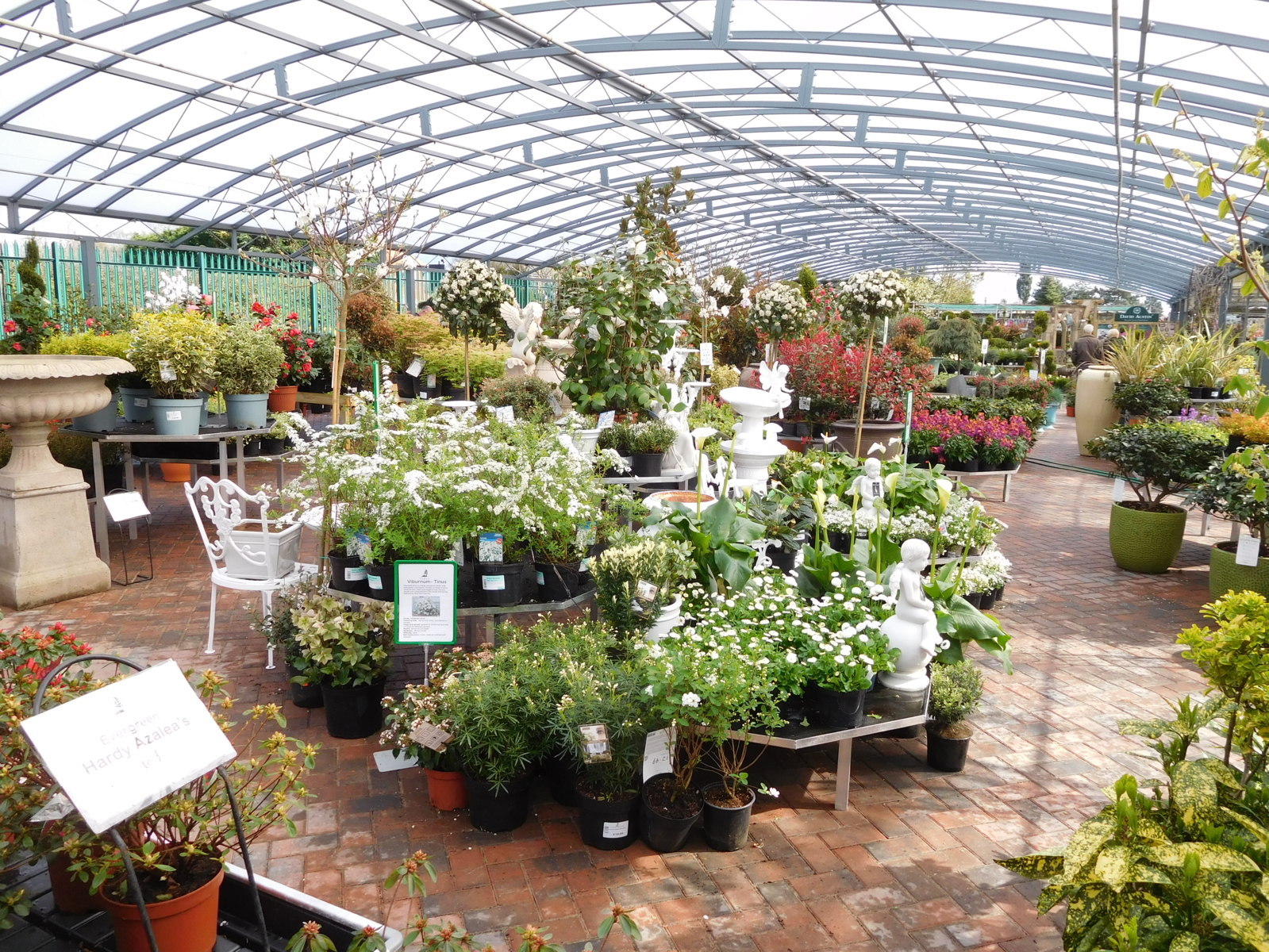 Galanthus My Local Garden Centre Walkers Nurseries