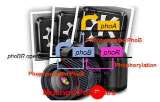 PhoA Portable
