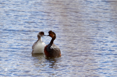 Zampullín cuellinegro - Black-necked grebe - Podiceps nigricollis Plumaje invernal (izquierda) y plumaje nupcial (derecha) (marzo). Diferente periodo de maduración del plumaje, mientras algunos zampullines ya han mudado todo, algunos retrasan su muda prenupcial (realizada antes de la temporada de cría).