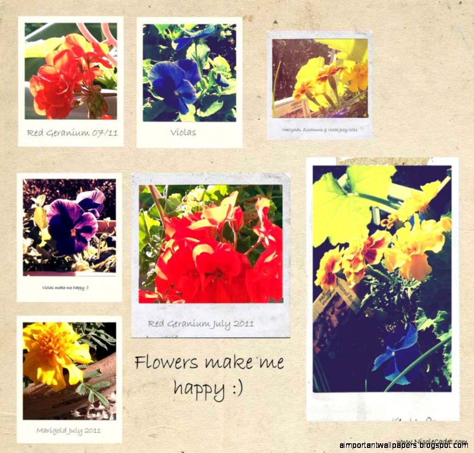 Best Flowers That Will Make You Happy Important Wallpapers