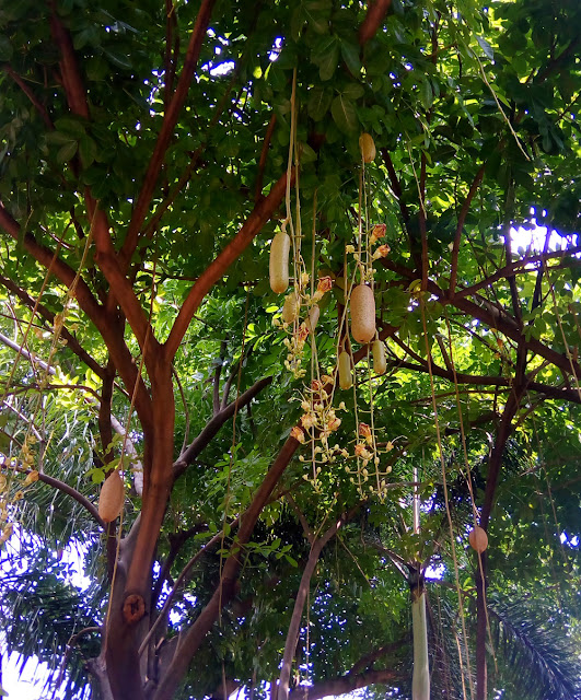 Pohon Sosis (Kigelia Pinnata)