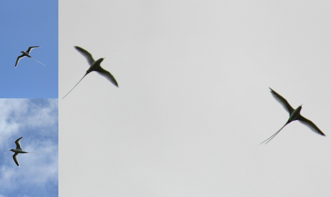 Voyages et Expériences Maurice A la rencontre du Paille en Queue