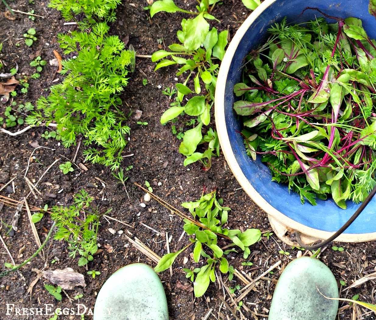 Thinning Seedlings and Vegetable Plants Share the Bounty
