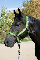Siyah bir atın yeşil renkli yuları