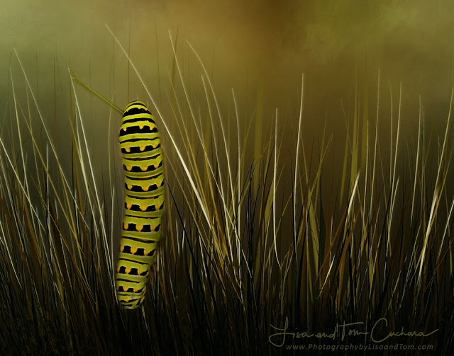 Swallowtail Ceterpillar; photography by Connecticut photographer Lisa Cuchara www.lisaandtomphotography.com