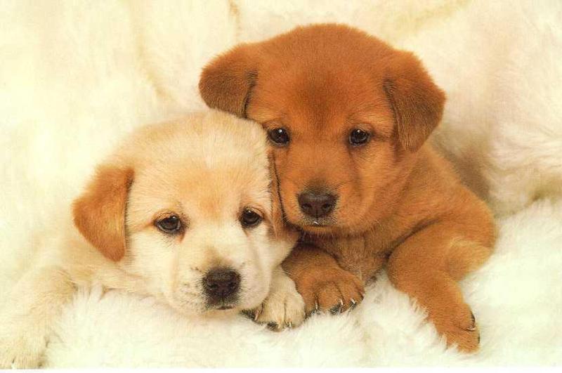 cute puppies and kittens wallpaper. cute puppy pictures