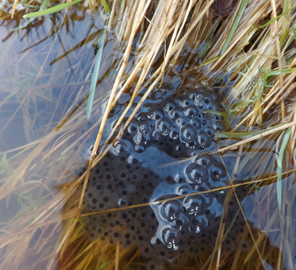 Dartmoor Ramblings MAD FROGS