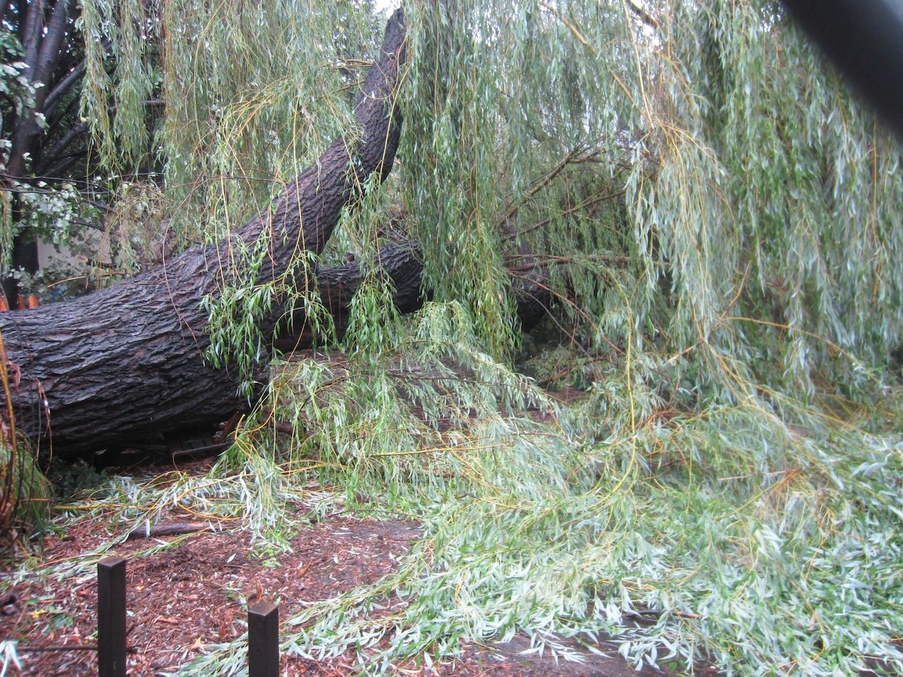 EV Grieve Willow tree down in La Plaza Cultural