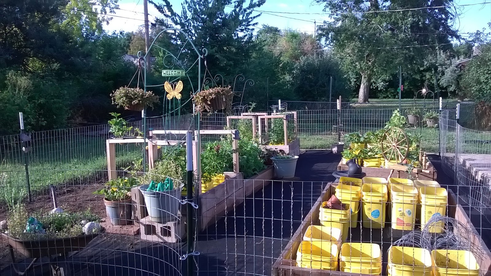 Gardening Gradually Are there drawbacks to bucket gardens?