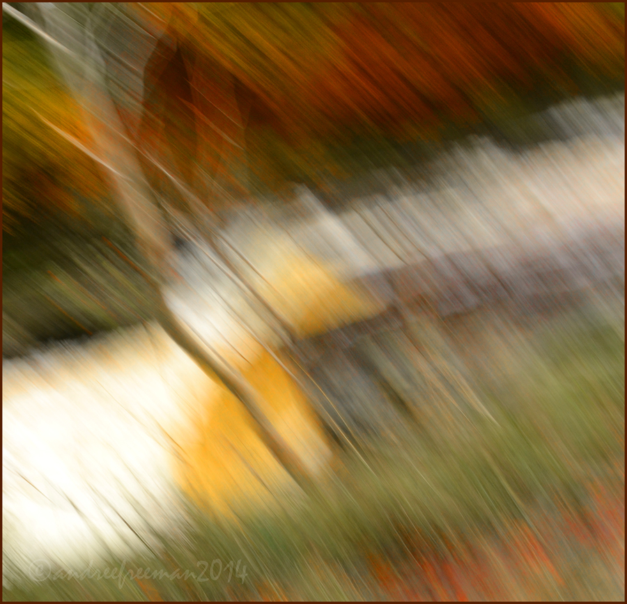 Saltaire Daily Photo Wild wind blowing