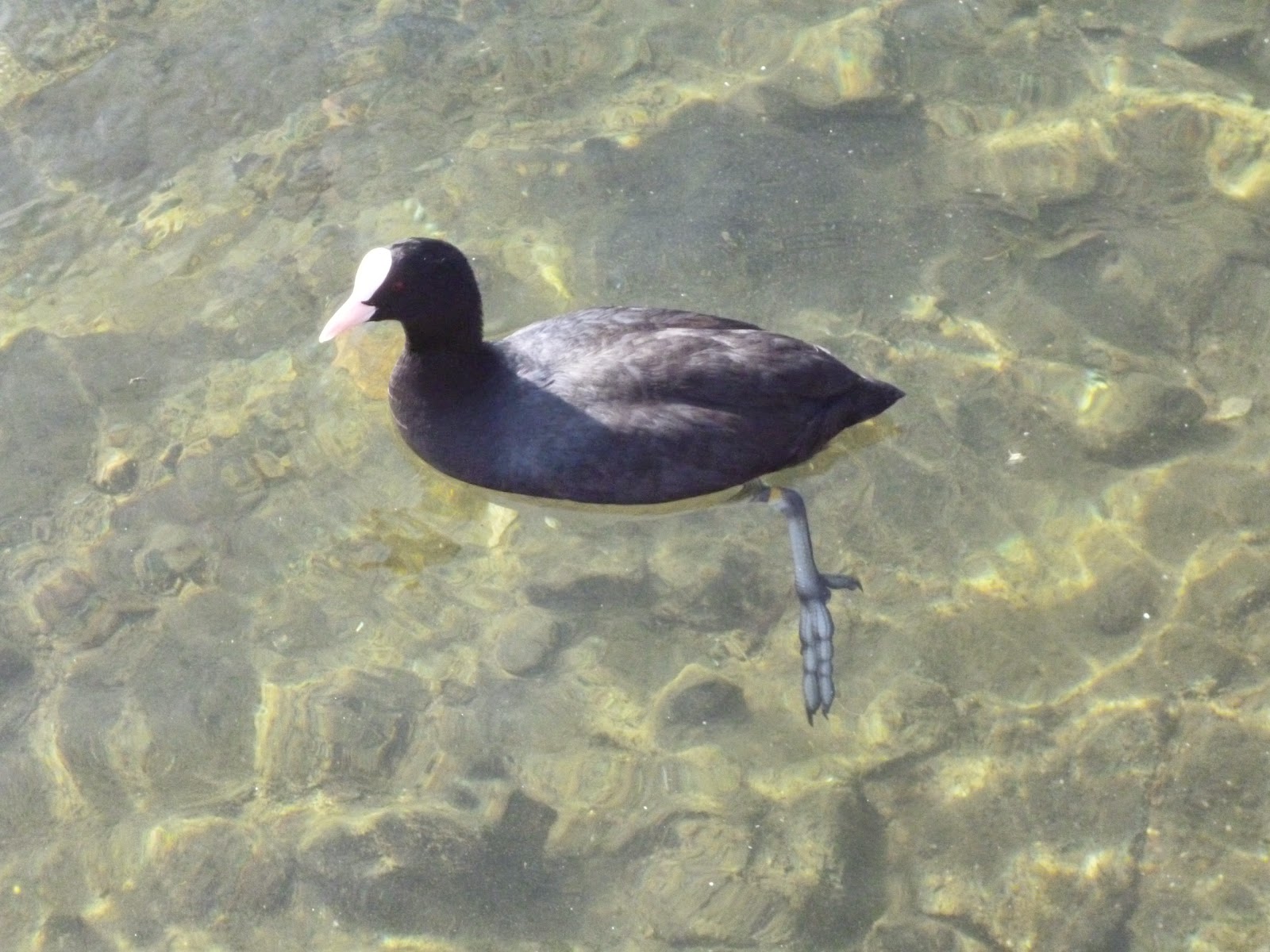 coot swimming on clear water
