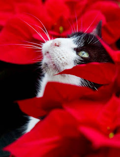 Black and white cat in pointsettias