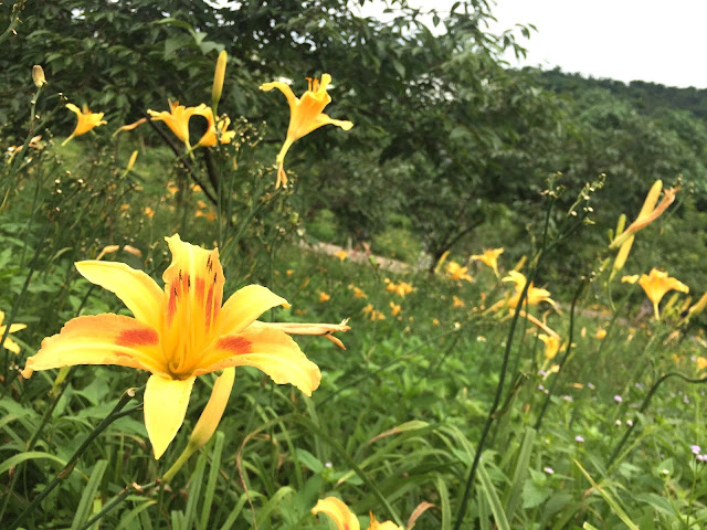 來嘉義梅山「橫山屏休閒園區」看金針花海