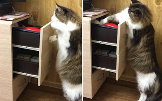 Chú mèo khôn "thành tinh" biết tự mở ngăn kéo lấy đồ chơi