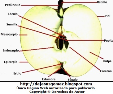Fruto (Manzana) indicando sus partes Imagen de un fruto en este caso una manzana partido en la mitad. Imagen de manzana de Jesus Gómez