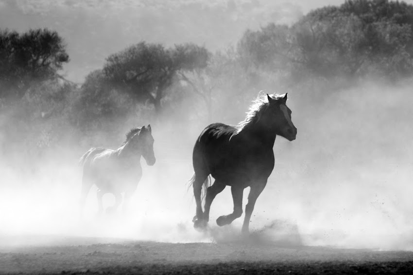 Brown and White Stallions Running in a Field Brown and White Stallions Running in a Field