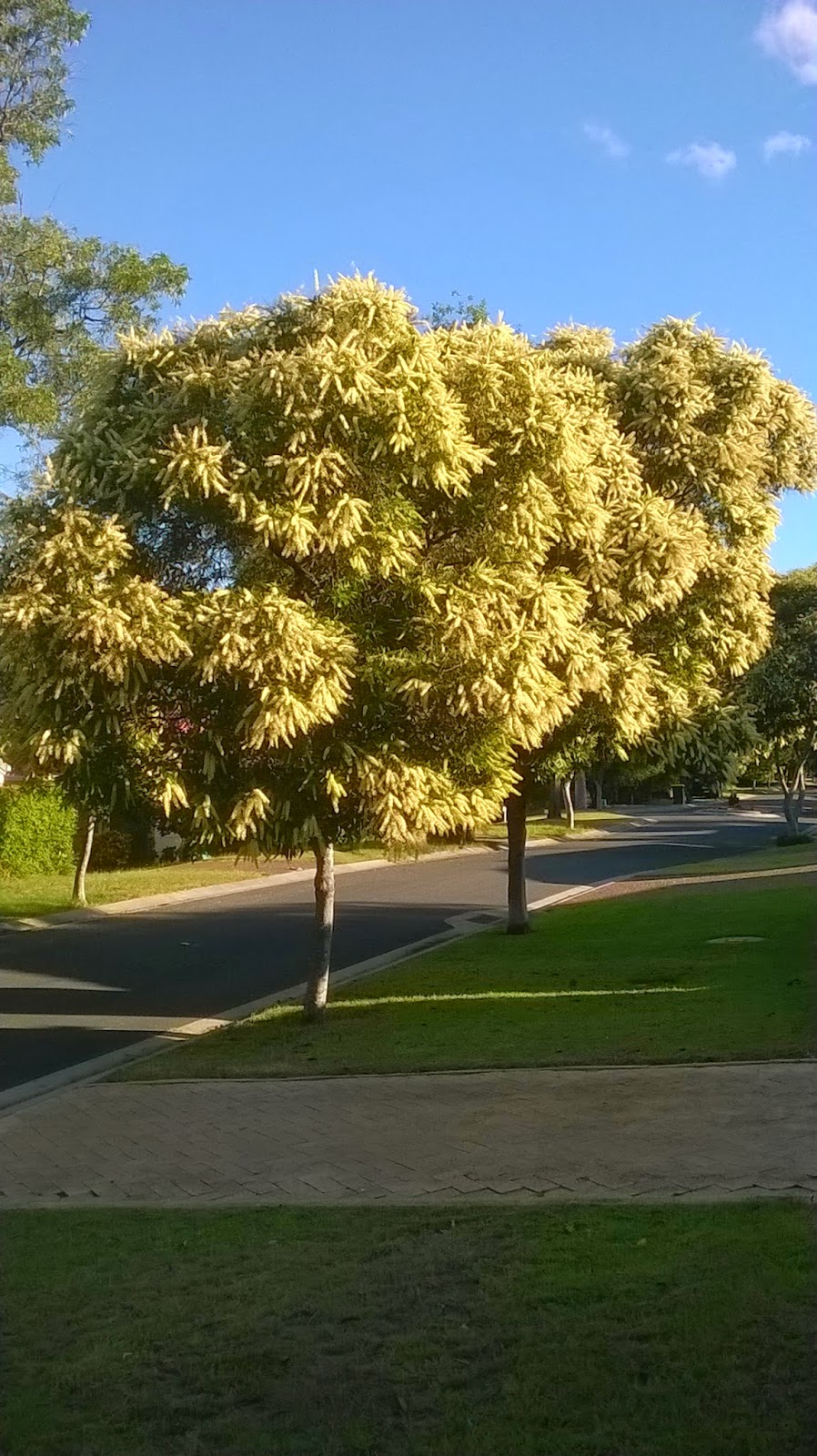 Brisbane Street Trees