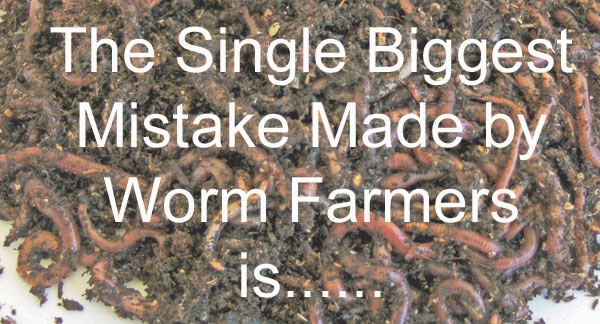 The single biggest mistake made by worm farmers