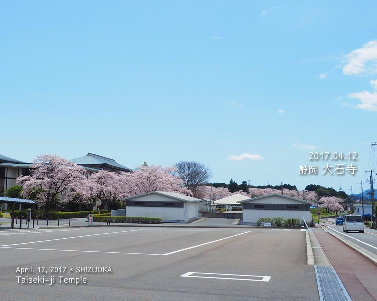 大石寺と常灯ヶ峰駐車場の桜