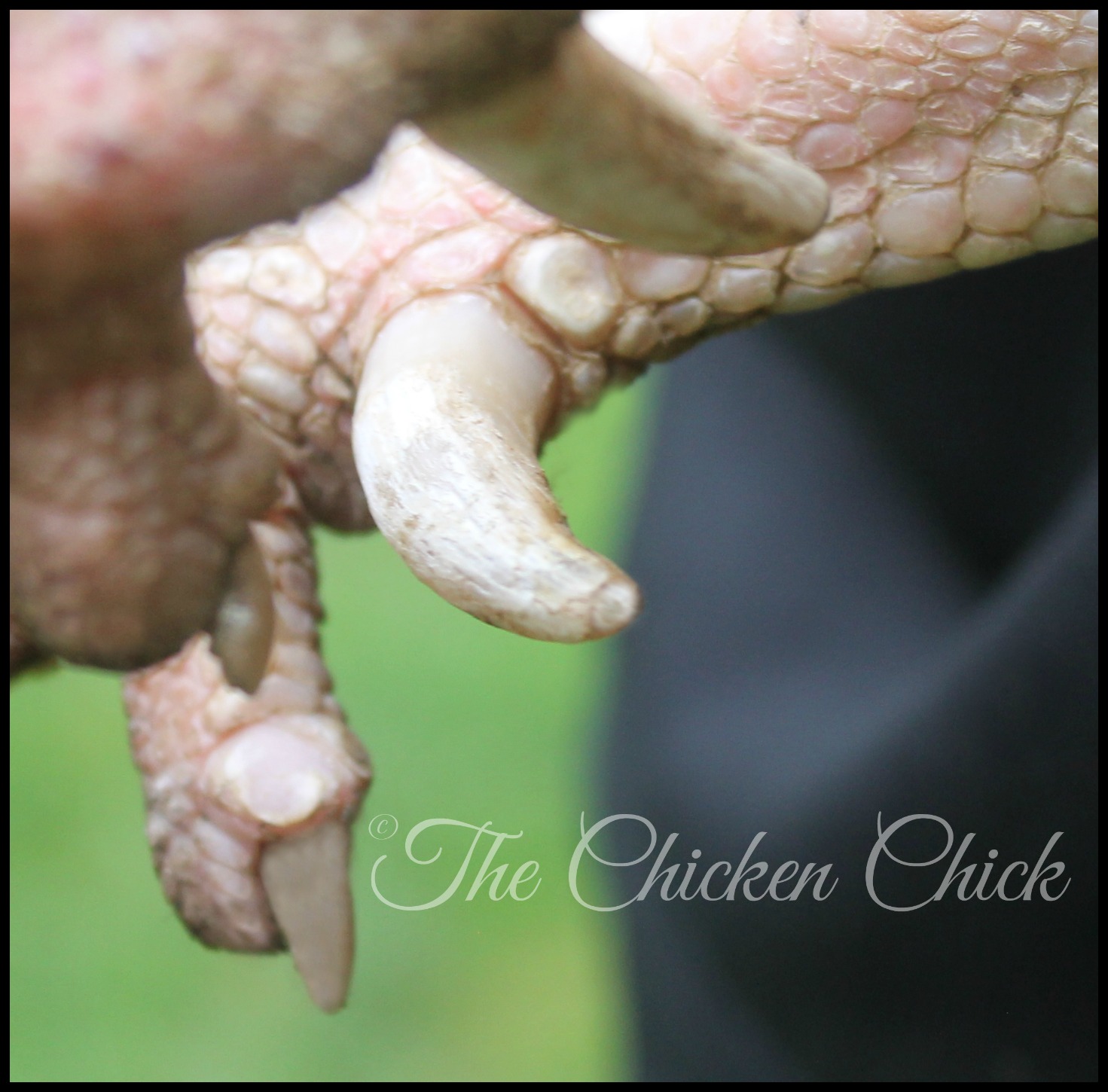 The Chicken Chick® When & How to Trim a Chicken's Nails & Rooster's Spurs
