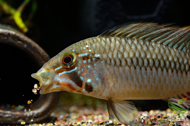 Apistogramma sp. unibrow / sp. D50