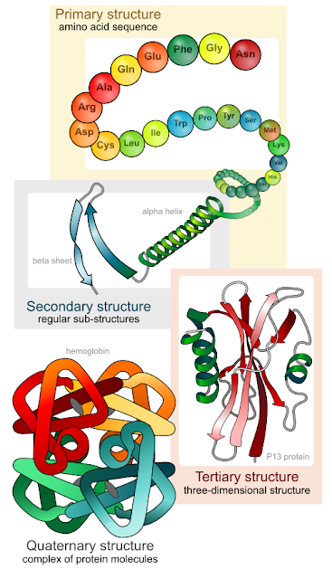 levels of proteing folding: primary structure, amino acid sequence; secondary structure, alpha helix and beta sheet; tertiary structure, three-dimensional structure; quaternary structure, complex of protein molecules