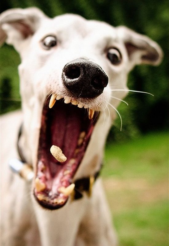 Comedy Plus funny pics of dogs.