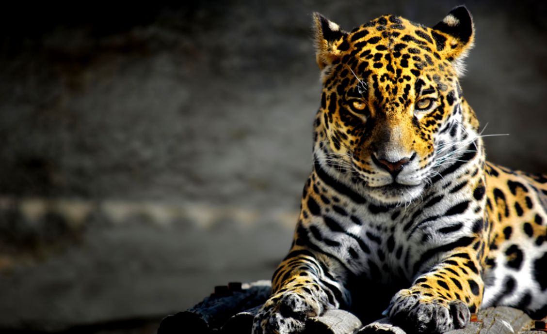 Introducing The Jaguar and Allies 20 – The Jaguar