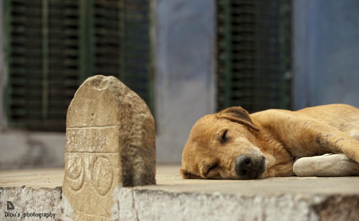 бродячие собаки. беззаботная жизнь. бездомные животные на улице. уличные собаки. бездомные животные.