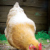 Poultry Feed