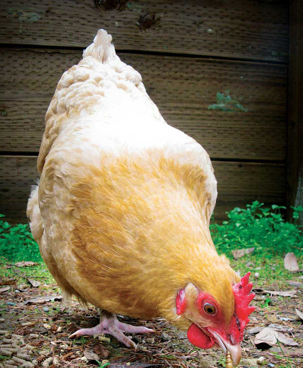 Poultry Raising