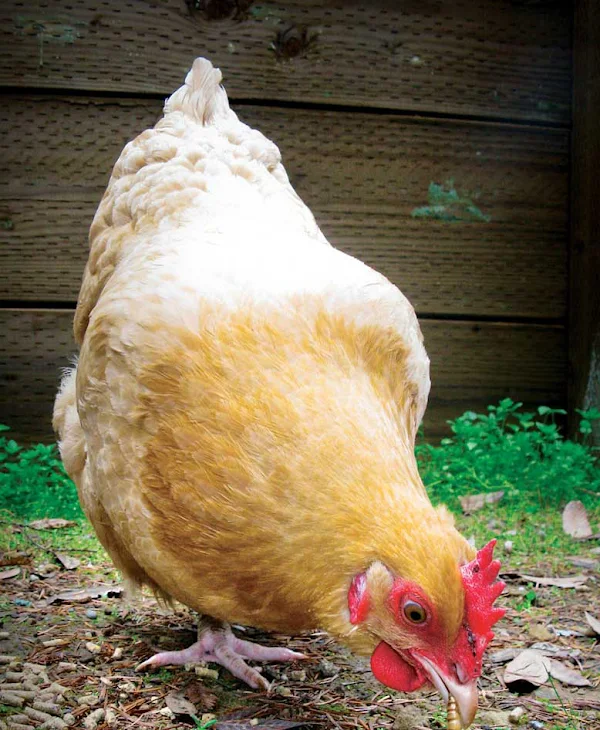 Poultry Feed poultry feed, food of poultry