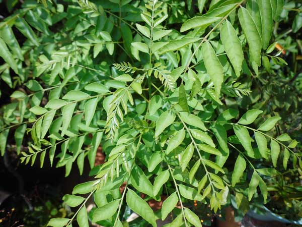 Curry leaf , Salam Koja, Daun Kari, Curry Tree,   The Fruit of Curry leaf, Daun Kari,