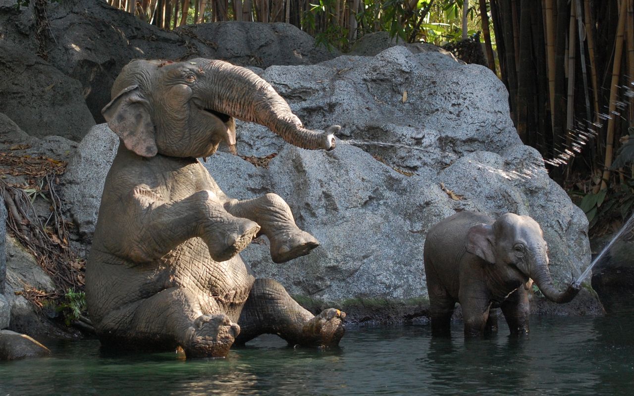 jungle cruise elephant pool