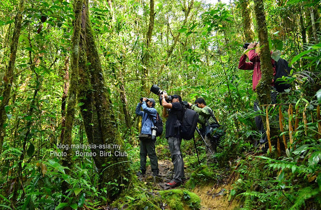 Birdwatching in the rainforest of Borneo