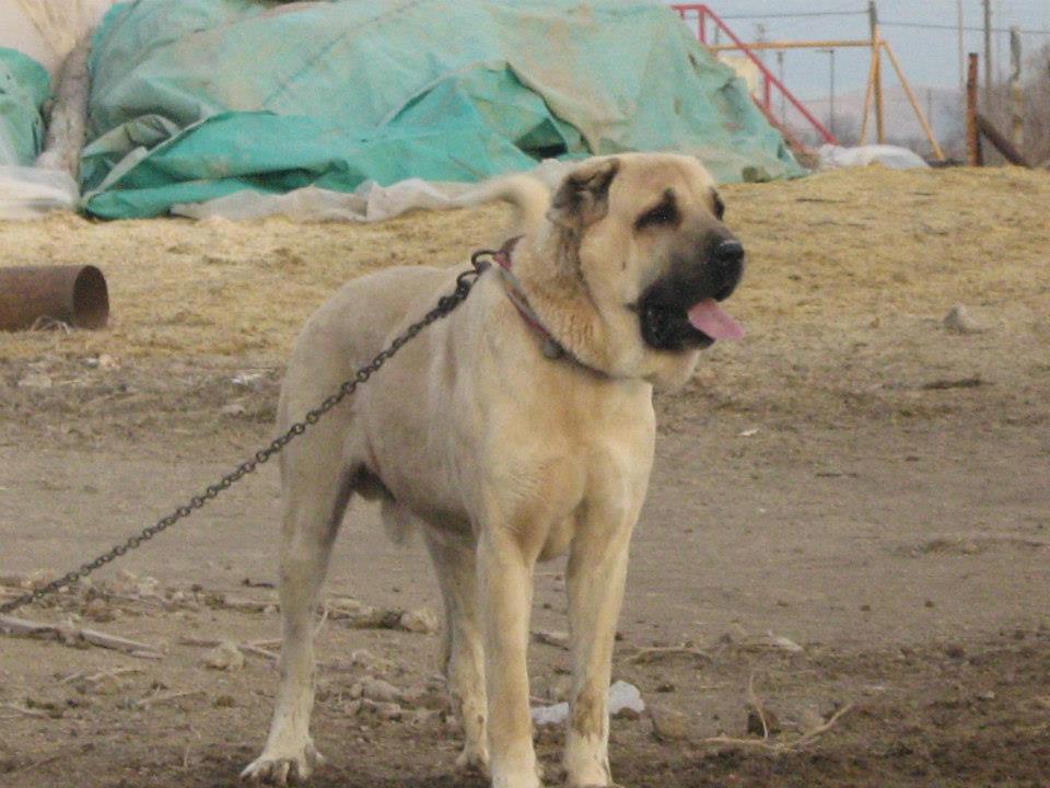 Aksaray Malaklı Köpekleri KANGAL SEVDALILARI
