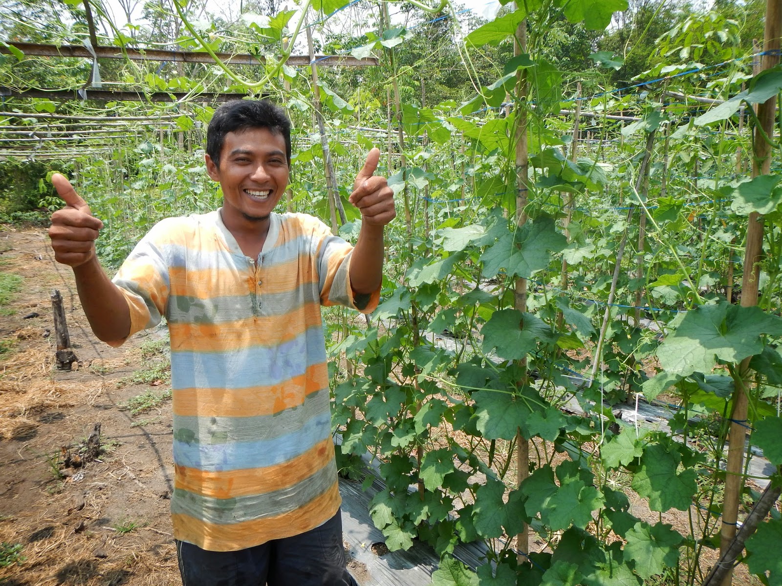 petani desa segayam pemakai pupuk hantu