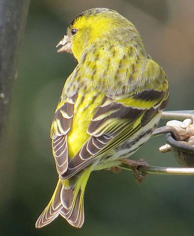 Siskin