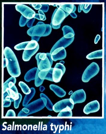 buscar 10 tipos de bacterias