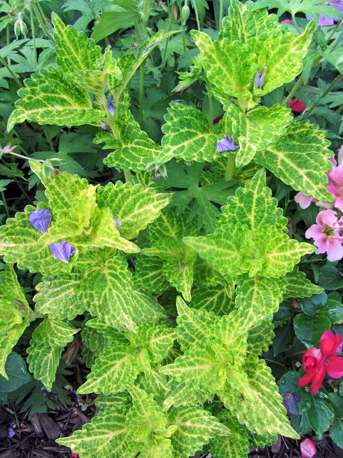 Gatsbys Gardens: The Colossal Coleus