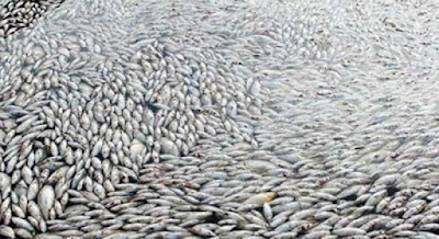 Cảnh tượng cá chết hàng loạt trên sông Đồng Nai