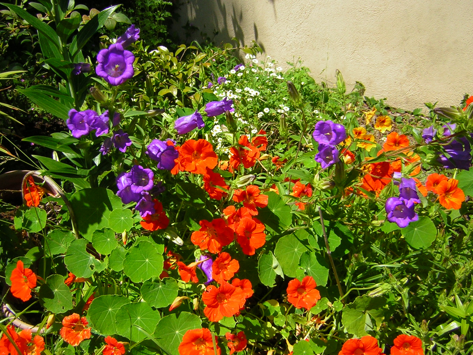 *Terra Garden* Beauty of Canterbury Bells