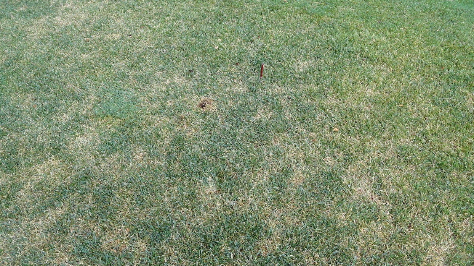 Bluegrass Billbug | Naperville Country Club Green Department