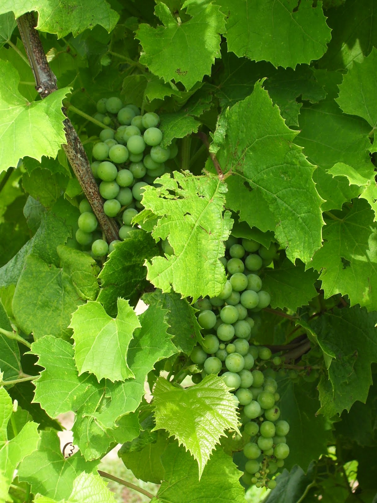 Talking to Plants Growing Grapes at the Hancock Research Station