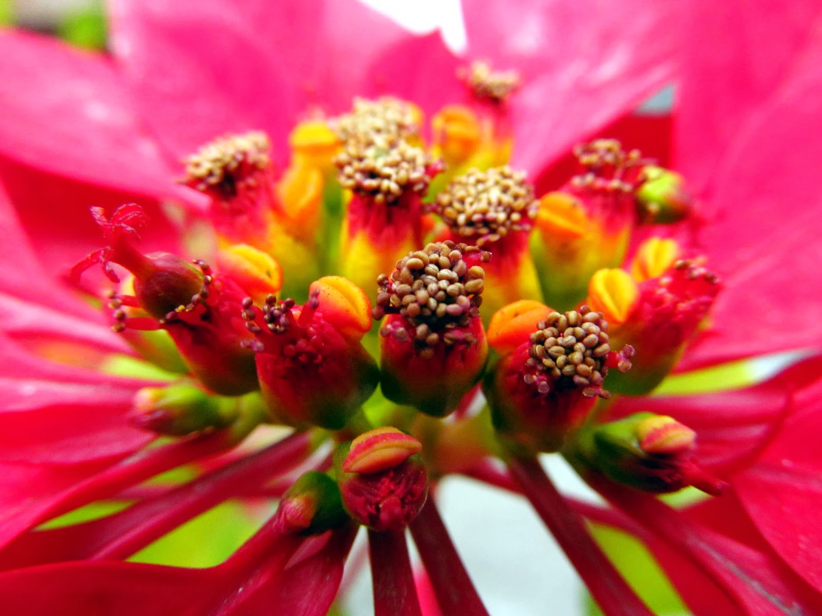 Sikkim dream of naturalists