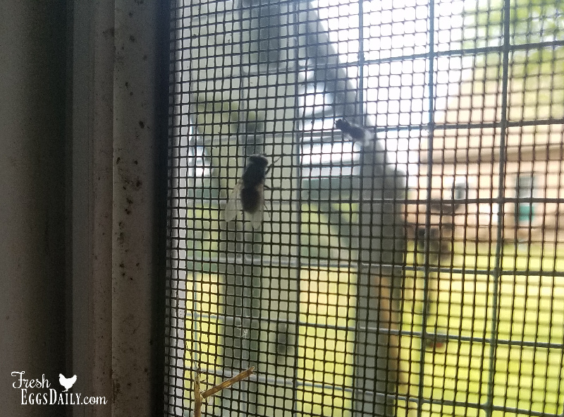 Control Flies Naturally in your Chicken Coop and Run Fresh Eggs Daily