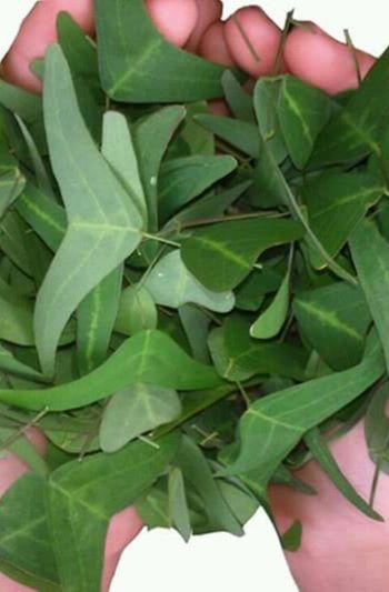 Herba daun rerama